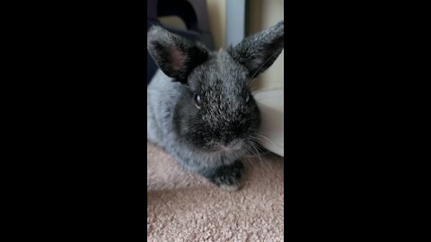 Adorable Baby Bunny Close Up