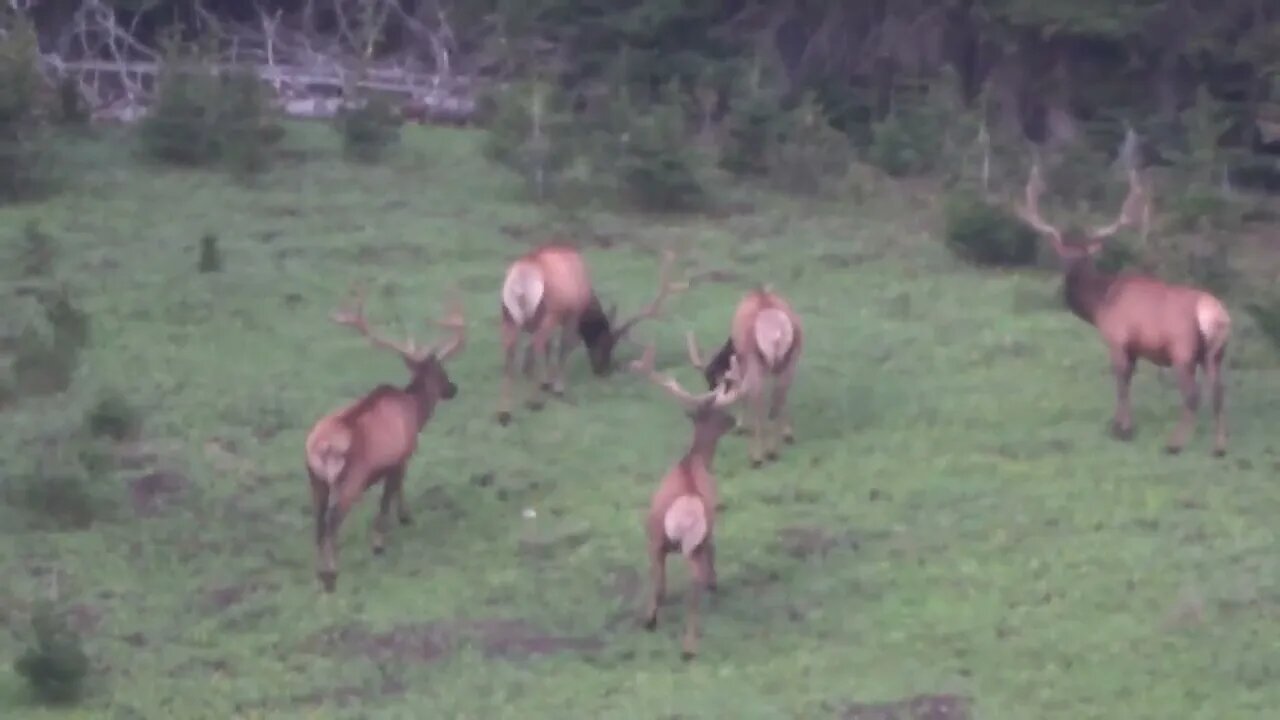 VELVET MANIA VIDEO 11 BULL ELK! The few seconds before they head to the timber! MONSTER BULL ELK!