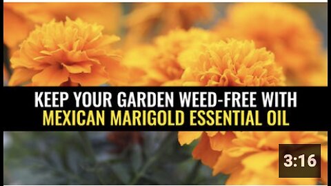 Keep your garden weed-free with Mexican marigold essential oil