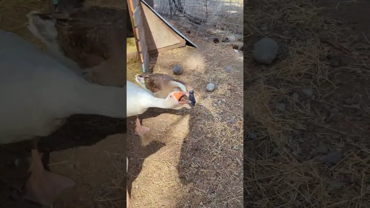 #goose #farm #shorts