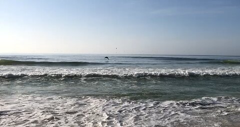 Morning dolphin’s show!