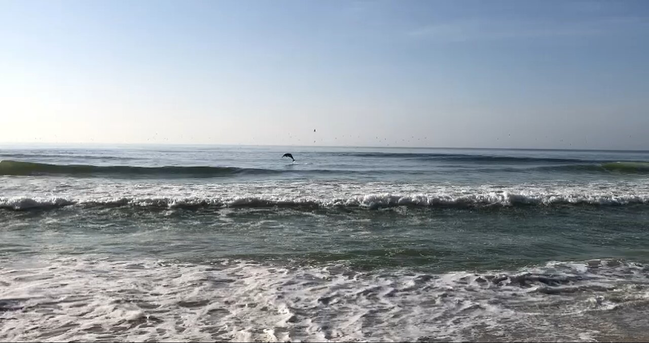 Morning dolphin’s show!