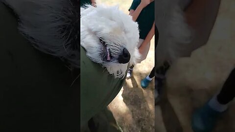 #viral #funny #dog #school @yoselynerodriguez