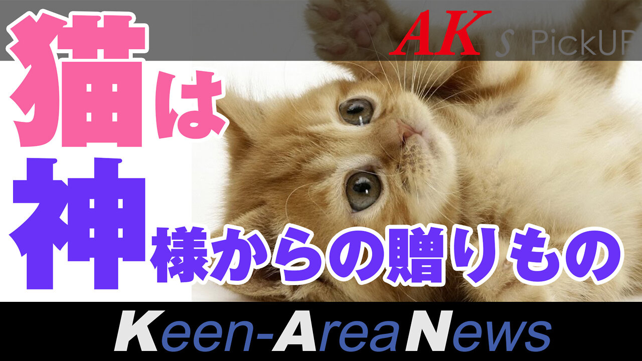 Cats are a gift from God that exists only to make people happy! - AK's Pickup [No. 20170903].