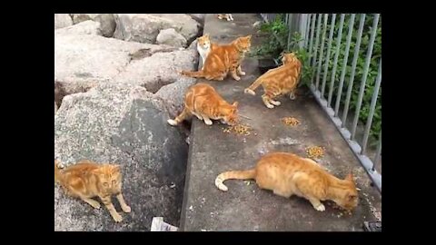 homeless cats funny cat いいえ自宅海辺猫ません 海邊流浪貓