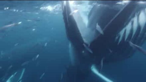 Diver almost swallowed up whole by humpback whale!