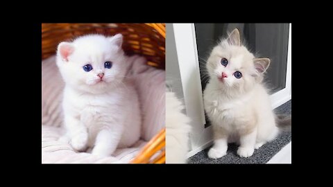 Baby cats cute completion