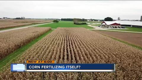 Wisconsin could be instrumental in changing how corn is grown