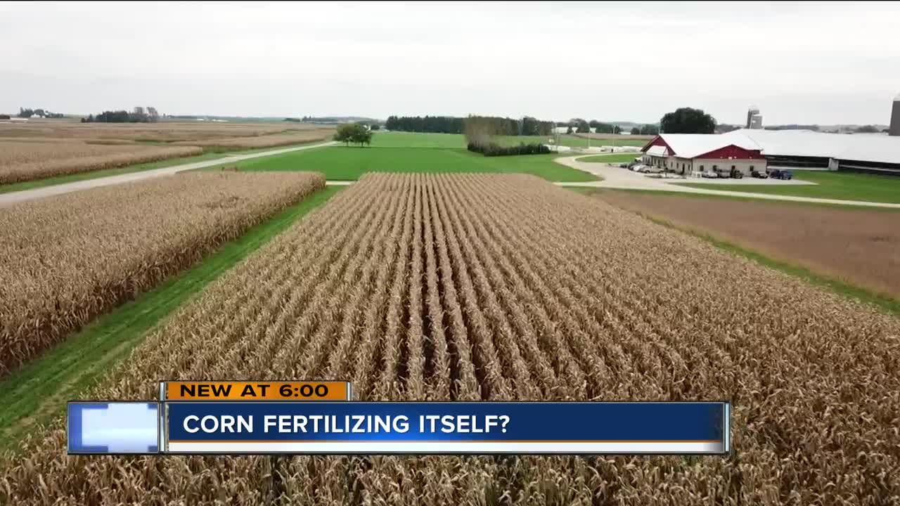 Wisconsin could be instrumental in changing how corn is grown