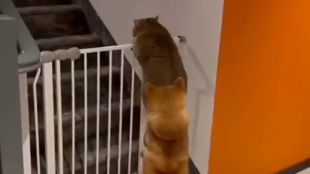 Dog stops Cat from going upstairs