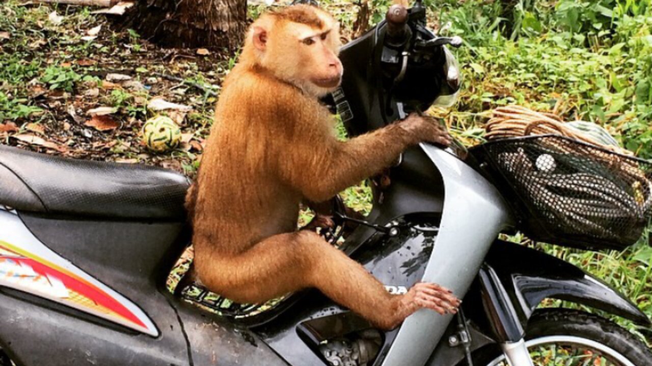 I challenge you , Try not to laugh 😂 , on this Bike Driving Of Monkey and Parrot