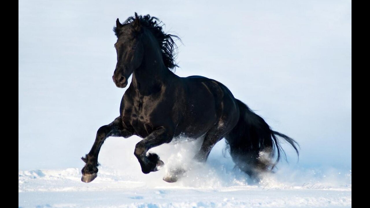 WORLD FAMOUS FRIESIAN STALLION Frederik The Great 9,3 M de vuesil y a 8 ans Sous-titres