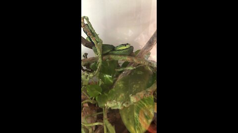Sedge viper