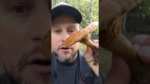 Beware Toxic Mushrooms ☣️🍄 #fungi #foraging #mushrooms