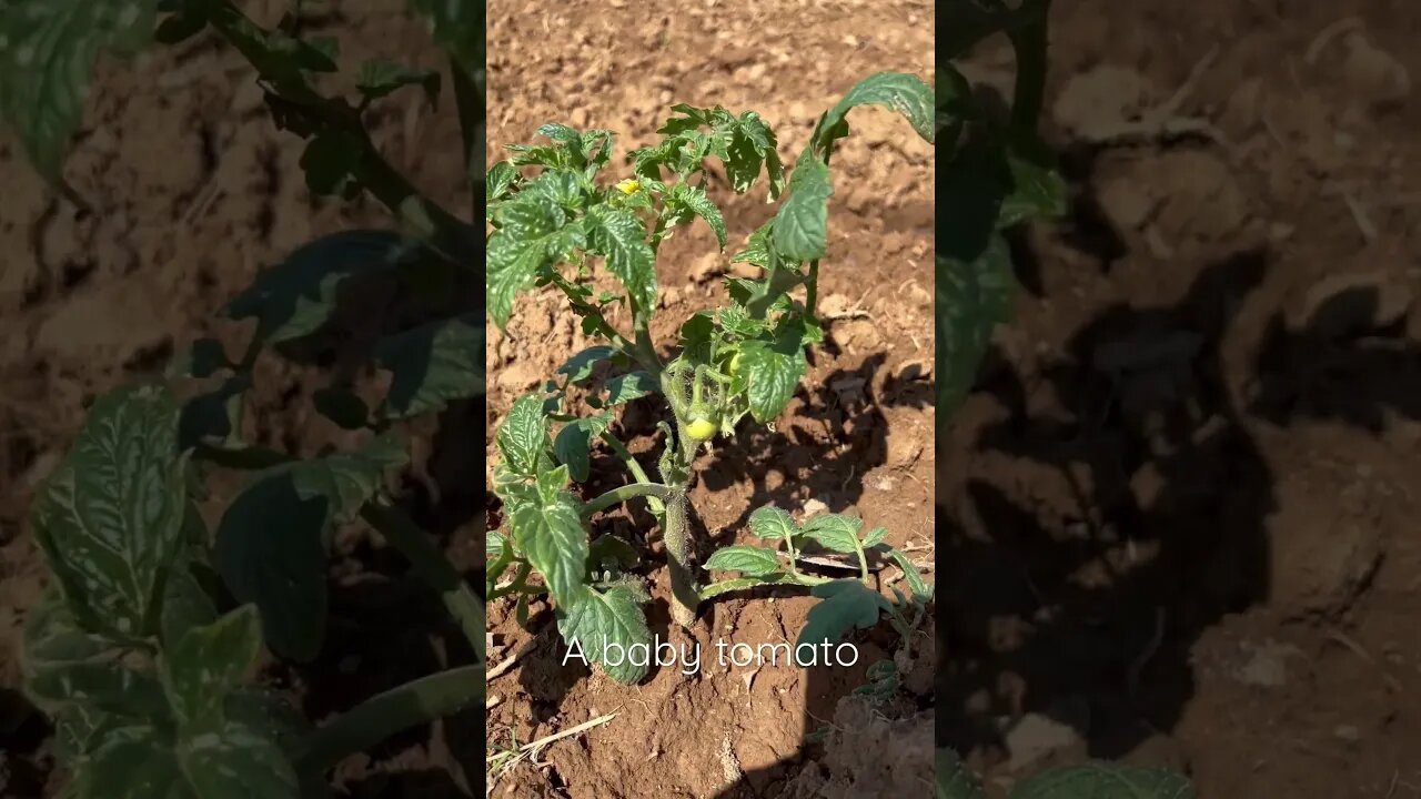 Baby tomatos is growing #shorts #plants #tomatos #garden
