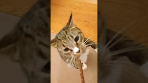 Cat Wants Treat