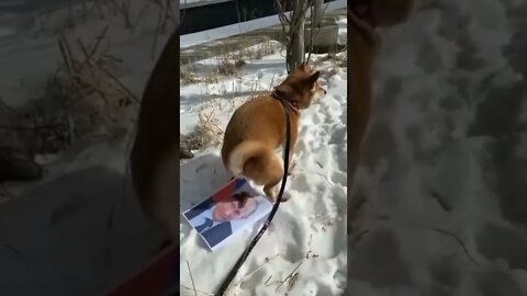 что делают эти наглые Украинцы #shorts #tiktok #тикток2022 #новости2022 #путин #зеленский