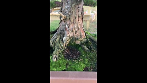 Bonsai fun