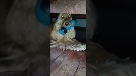 #dogshow , #animals , #dogs , #shorts