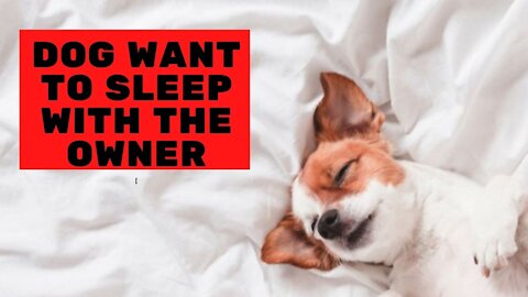 DOG WANT TO SLEEP WITH THE OWNER