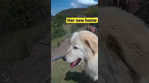 Rescue maremma surveys the view from her new home 💕