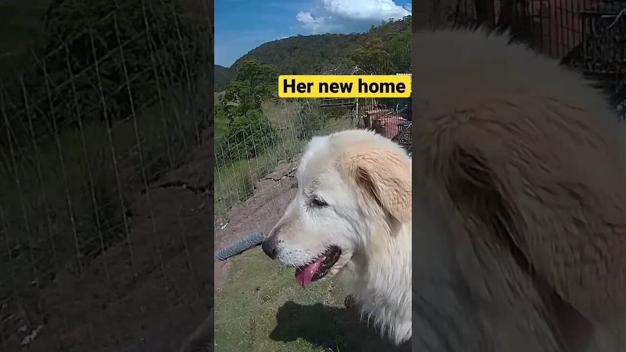 Rescue maremma surveys the view from her new home 💕