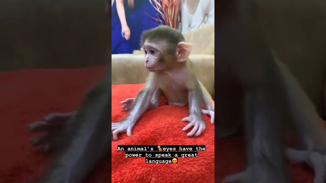 Cute Face 🐵🐵