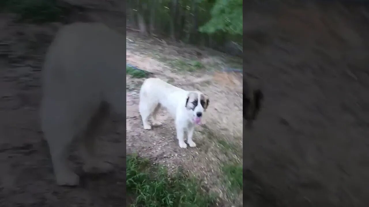 Delta dog force 4