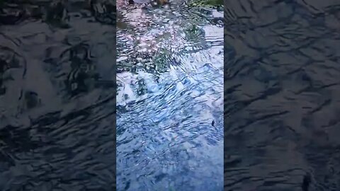 Waterworks Shorts 47