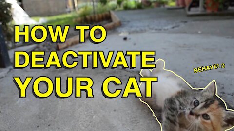 How to Get Your Cat To Behave