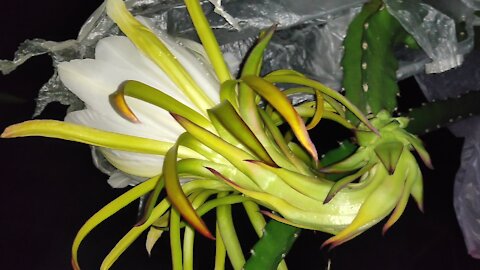 Queen of night|blooming awasome