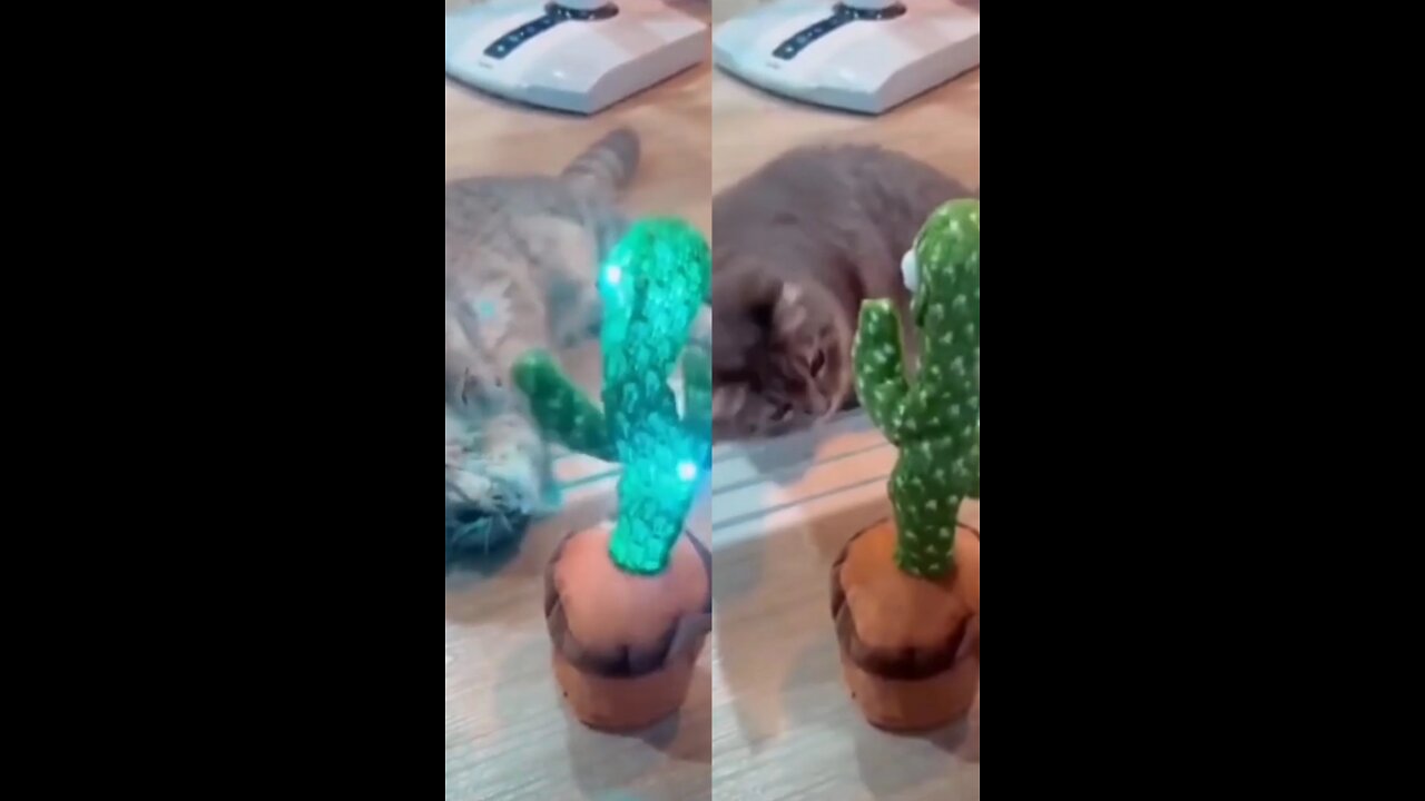 a cat disgraced by a toy