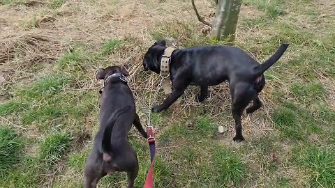 Dog owner experiences: IRISH STAFFIES VS PATTERDALE. ISBT STAFFORDSHIRE BULL TERRIERS VS BLACK FELL