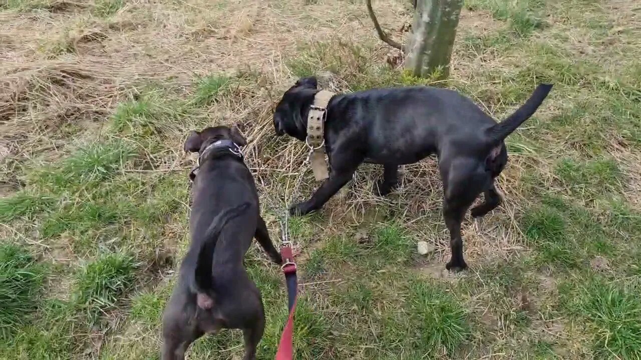 Dog owner experiences: IRISH STAFFIES VS PATTERDALE. ISBT STAFFORDSHIRE BULL TERRIERS VS BLACK FELL