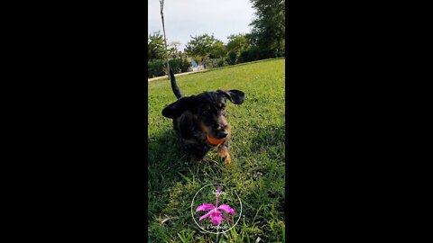 ❤️King🐶🥰 #harlequin #dachshund #ninjaorchids #shorts