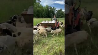 Sheep Roundup #Shorts