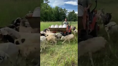 Sheep Roundup #Shorts