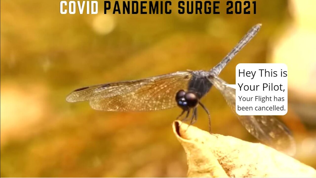 Message from FLY to Humans - Covid Pandemic Surge