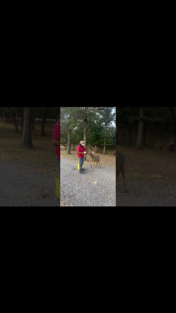 Apache Serving up Watermelon!