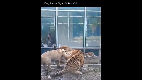 Bravest Dog In World For Reason 🔥🔥