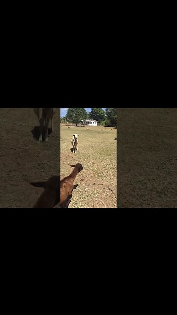 Behind the Scenes of Running an Animal Farm: A Day in the Life!