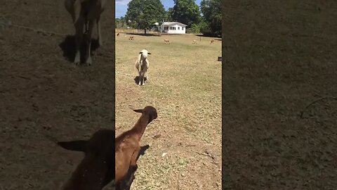 Behind the Scenes of Running an Animal Farm: A Day in the Life!