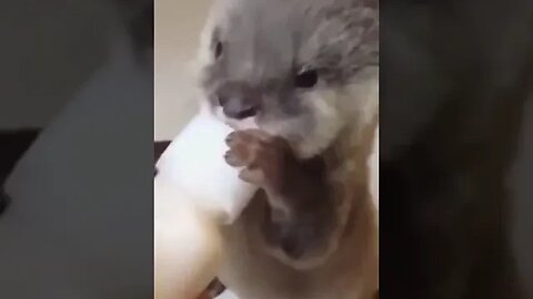 Cutest baby animals Videos #shortspetsvideos #funnyvideo #viral #wildlife