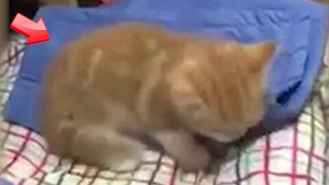Kitten sleeps in small bed