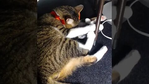 Cat with Red Bow and a Toy Grooms Himself