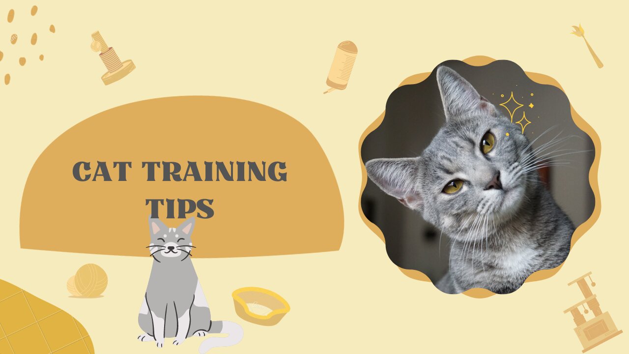 Cats : Basic Cat 🐈‍⬛ Training Tips