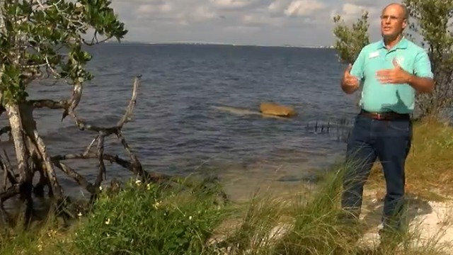 Discharges from Lake Okeechobee killing sea grass