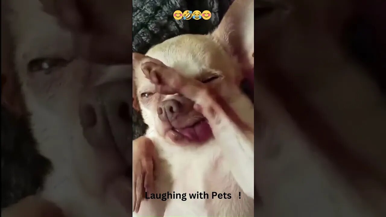 Laughing with Pets 😊🤣😂😊 #shortvideo