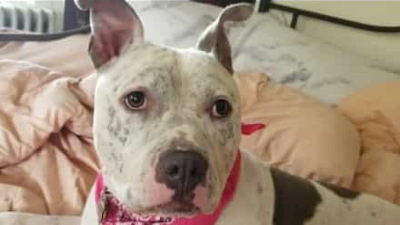 Ce chien adore exprimer son amour à sa maîtresse!