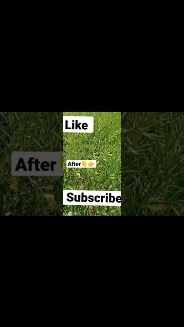 season 🌽 #youtubeshorts #shorts #youtube #shortvideo #shortyoutube